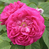 Patio Standard Rose de Rescht
