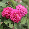 Patio Standard Rose de Rescht