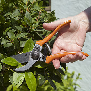 ByPass Secateurs