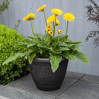 Silver Round Laurel Planters