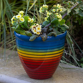 Rainbow Planters