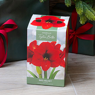 Amaryllis 'Red Velvet' Gift Pack