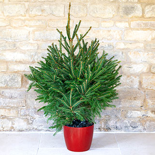 Potted Norway Spruce Christmas Tree