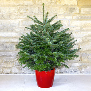 Living Pot-Grown Nordmann Fir