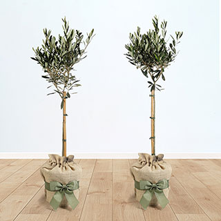Pair of Olive Trees Gift Wrapped
