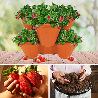Complete Strawberry 'Sweet Colossus' Patio Collection