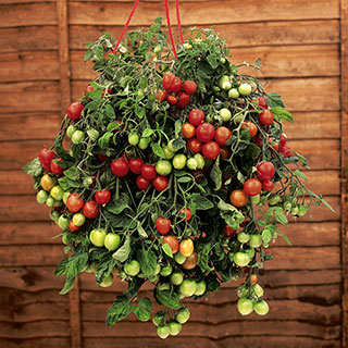 Pre-Planted Tumbling Tom Mix Hanging Baskets