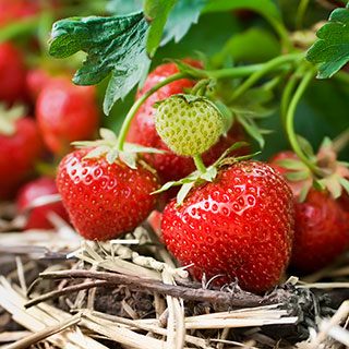 Strawberry 'Cambridge Favourite'