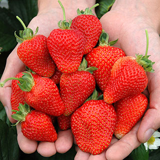 Everbearer Strawberry 'Candy Cascade'