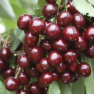 Cherry 'Stella' Tree