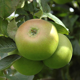 'Bramley' Apple Tree