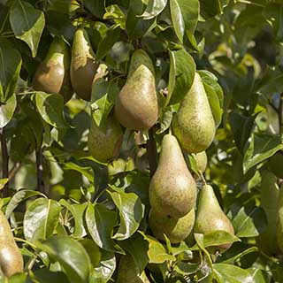 Pear 'Conference'
