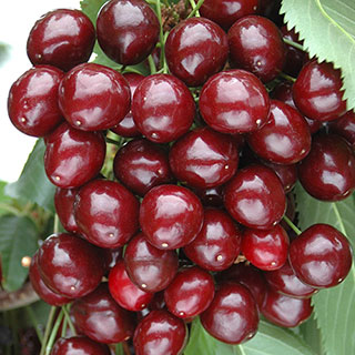 Cherry Tree 'Stella'