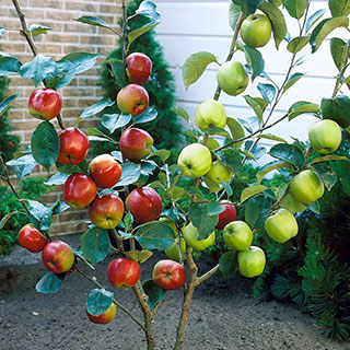 Duo Fruit Tree - Apple 'Bramley' & 'Braeburn'