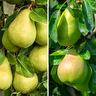 Duo Fruit Tree - Pear 'Conference' & 'Concorde'