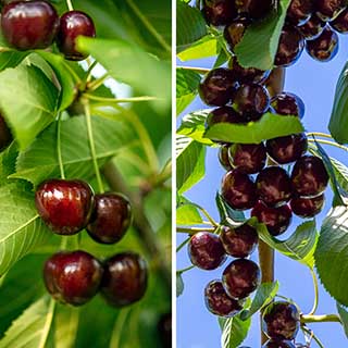Duo Fruit Tree - Cherry 'Stella' & 'Sunburst'