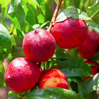 Patio Nectarine 'Rubis' Tree