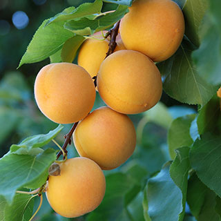 Patio Apricot 'Aprigold' Tree