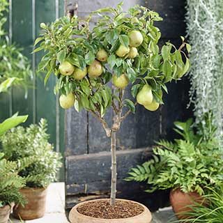Pear 'Garden Pearl' Patio Tree