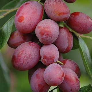 Patio Plum 'Little Vic'