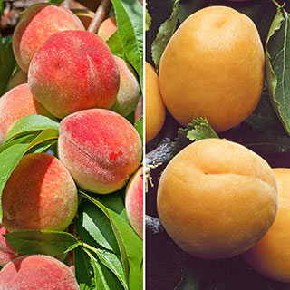 Duo Fruit Tree - Peach & Apricot
