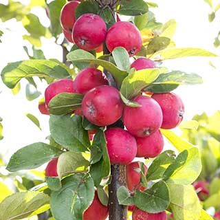 Malus Appletini 13cm potted