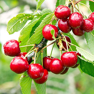 Patio Cherry 'Piemont' Tree