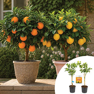 Citrus Orange And Lemon Tree Collection With Feed