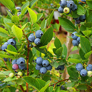 Late Blueberry 'Ozark Blue'