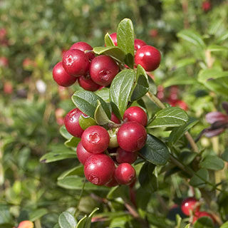 Cranberry 'Pilgrim'