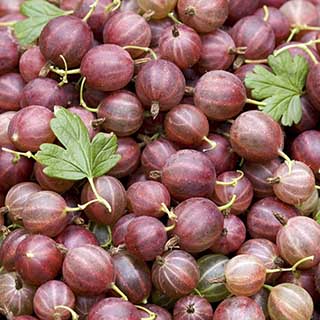 Gooseberry 'Hinnomaki Red'