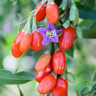 Goji Berry 'Instant Success'