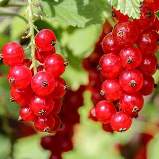 Redcurrant 'Jonkheer van Tets'
