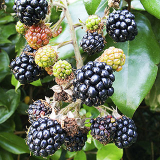 Blackberry 'Bedford Giant'