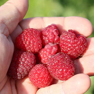 Raspberry 'Lowberry Little Sweet Sister'
