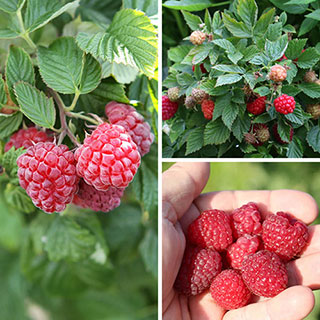 Raspberry 'Lowberry' Collection