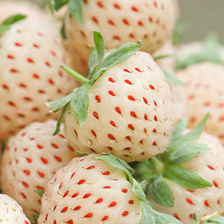 White Strawberry (Pineberry) 'White Dream'