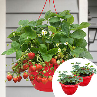 Pre-Planted Strawberry 'Sweet Summer' Hanging Baskets