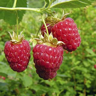 Premium Primocane Raspberry 'Autumn Bliss'