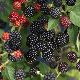 Raspberry 'Black Jewel'