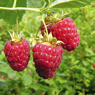 Premium Primocane Raspberry 'Autumn Bliss'