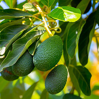 Avocado Tree 'Hass'