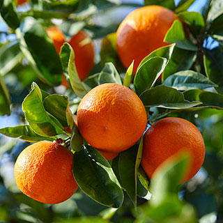 Citrus Mandarin Tree