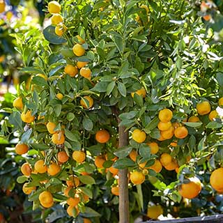 Citrus Calamondin 'Panama Orange Tree
