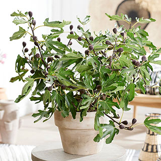 Ficus 'Little Miss Figgy'