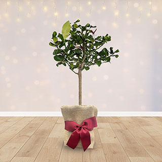 Christmas Gift Wrapped Citrus Lemon Tree