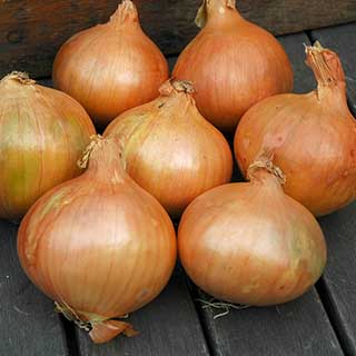 Onion Sets Stuttgart Giant