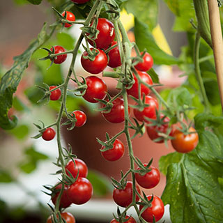 Tomato 'Tumbling Tom Red'