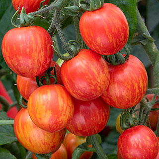 Tomato 'Rocola Stripe'