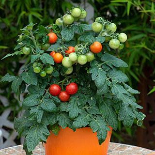 Tomato 'Red Veranda'